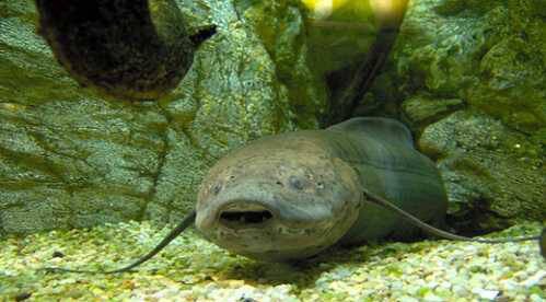 ماهی عجیب که 5 سال بدون غذا و آب زنده می ماند