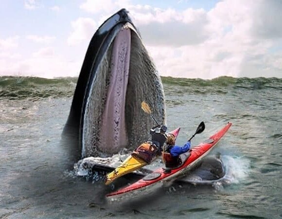 دو زن قایق سوار در یک لحظه لقمه نهنگ غول آسا شدند!